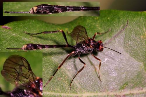 Anomalon cruentatum